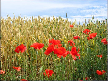 Plants, Landscape, Flowers, Fields, Poppies, Wheat HD wallpaper