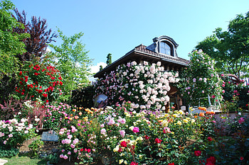 House of Roses, roses, color, flower, home HD wallpaper