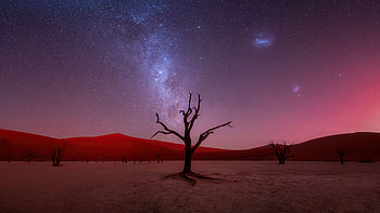 Evening Glory At Deadvlei, evening, tree, sky, nature HD wallpaper