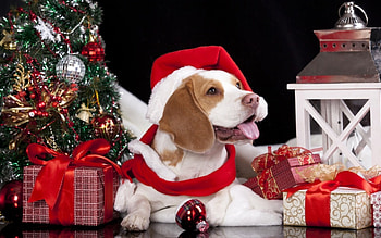 Christmas puppy, dog, animal, white, black, craciun, puppy, christmas, red, santa, hat HD wallpaper