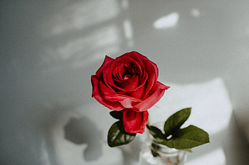 Flowers, Flower, Rose Flower, Rose, Close-Up HD wallpaper