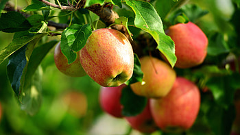 Apple Tree, Fresh apples tree, Twigs leaves , Nature HD wallpaper