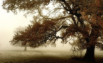 Tree, landscape, brown, nature HD wallpaper