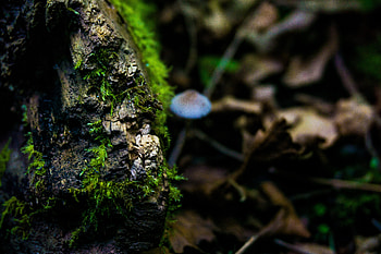 Macro, Close-Up, Surface, Moss HD wallpaper