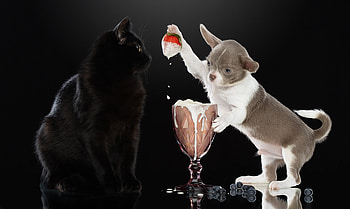 Dog and Cat, dog, cat, strawberry, fun HD wallpaper