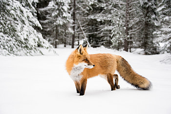Animals, Winter, Snow, Fox, Animal, Redhead HD wallpaper