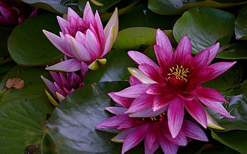 Waterlilies, Latvia, leaves, flowers, pink HD wallpaper