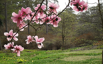 Magnolia , Flower's charm, Floral paradise, Elegant blossoms HD wallpaper