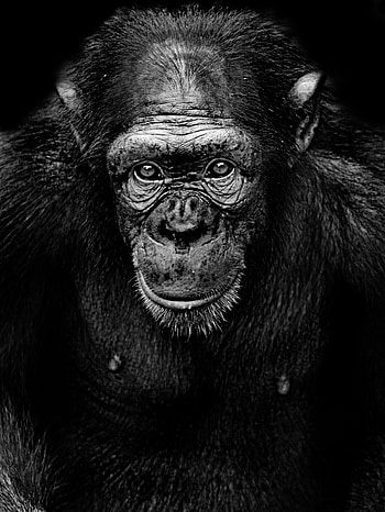 Chimpanzee, Monochrome portrait, Captivating gaze, Animal graphy HD phone wallpaper