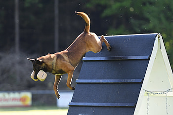 Working Dog Championship, Dog Sports HD wallpaper