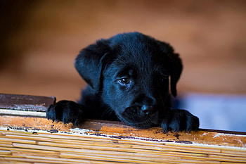 lonely puppy, animal, dog, canine, puppy HD wallpaper