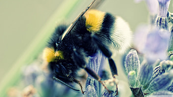 bumblebee on lavernder, bumblebee, lavernder, insect, flower HD wallpaper