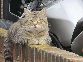 Butch Puss, Animals, Domestic Pet, Tabbies, Felines, Cats HD wallpaper