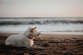 Animals, Sea, Beach, Sand, Dog HD wallpaper