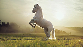 Horse cute animals, Sunset HD wallpaper