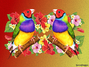GOULDIAN FINCHES, BIRDS, CUTE, CREATION, TWO HD wallpaper