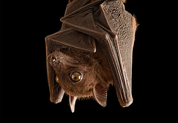 Philippine naked-backed fruit bat, Bats HD wallpaper