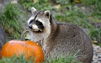 Animal , , Tablet and mobile, Exquisite wildlife HD wallpaper