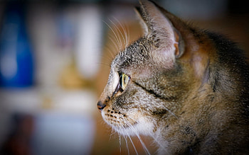 Animals, Cat, Muzzle, Sight, Opinion, Profile, Curiosity HD wallpaper