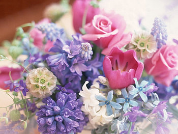 Rose bloemen, flowers, roses HD wallpaper