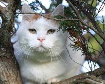 Cute Cat, animal, trees, cute, cat HD wallpaper
