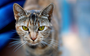 Animals, Background, Cat, Muzzle, Sight, Opinion, Greased, Smeared HD wallpaper
