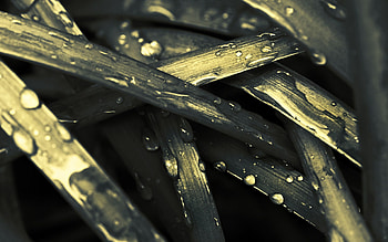 Water, Grass, Drops, Macro, Grey, Dew HD wallpaper