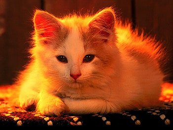 kitten, cute, nature, animals HD wallpaper