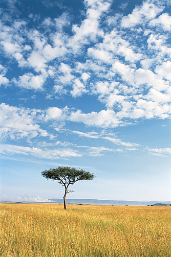 Kenya's acacia trees, Wildlife graphy, James Warwick, African beauty HD phone wallpaper