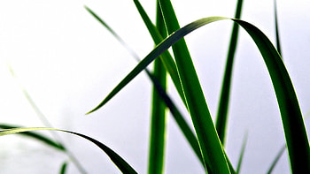 Grass, Macro, Light, Form, Light Coloured, Polyana, Glade HD wallpaper