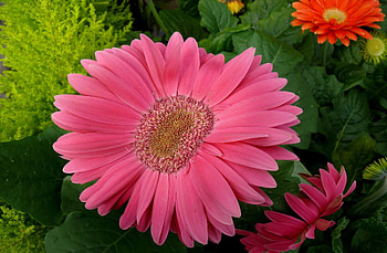 Flowers, Leaves, Gerberas, Petals, Close-Up HD wallpaper