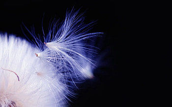 Macro, Dark Background, Dandelion, Fluff, Fuzz, Seeds, Seed HD wallpaper