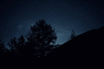 Nature, Trees, Sky, Stars, Night, Dark, Darkly HD wallpaper