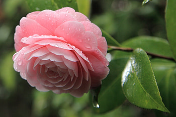 Camellia , Background , Background HD wallpaper