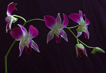 Orchids, flowers HD wallpaper