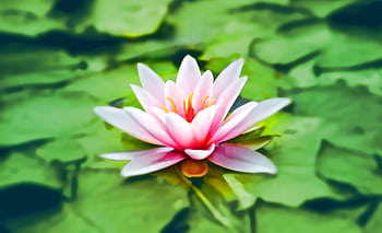 Vibrant pink water lily blooming gracefully on a lush green pond. HD wallpaper