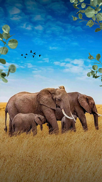 Elephants, cloud, sky, birds, family HD phone wallpaper