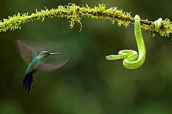 Bird versus Snake, snake, , green, cool, hummingird HD wallpaper