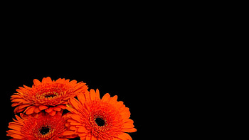 Description: Flowers black background orange flowers / background in & resolution. HD wallpaper