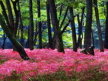 Spring fields, carpet, pink, green, flowers, spring, forest HD wallpaper