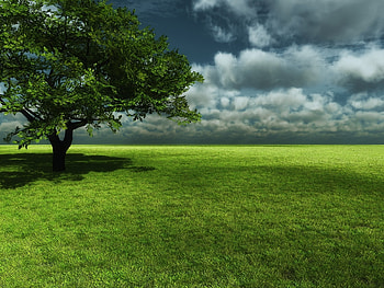 Landscape, Trees, Grass, Sky HD wallpaper
