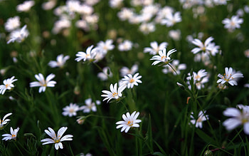 Nature, Flowers, Beauty, Small HD wallpaper