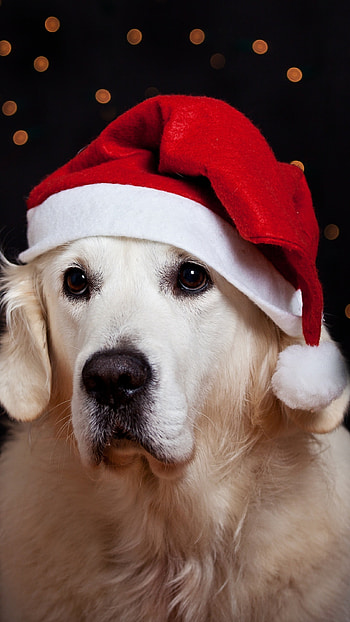 Christmas Dog, Christmas Breed HD phone wallpaper