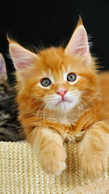 Cat-themed , backgrounds, Cute kitty visuals, Mobile delight HD phone wallpaper