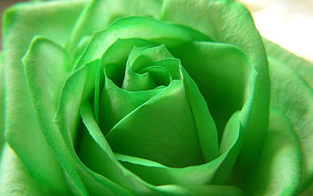 Macro, Rose Flower, Rose, Petals, Bud HD wallpaper