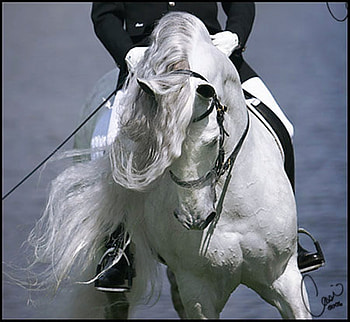 Spanish Identity, spanish, andalusian, horses, white HD wallpaper