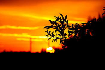 Sunset, Sky, Leaves, Dark, Branch, Outlines HD wallpaper