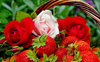 Plants, Flowers, Strawberry, Roses, Berries HD wallpaper
