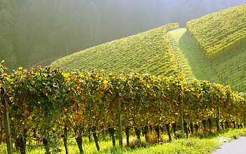 Plants, Landscape, Grapes HD wallpaper