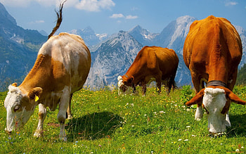 Animals, Food, Grass, Cows, Graze HD wallpaper